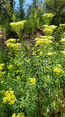 Cassinia aureonitens