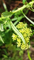 Cassinia aureonitens