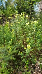 Cassinia aureonitens