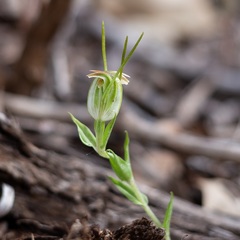 Pterostylis erubescens