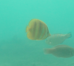 Chaetodon rainfordi