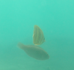 Chaetodon rainfordi