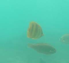 Chaetodon rainfordi