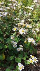 Olearia tomentosa