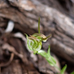 Pterostylis erubescens