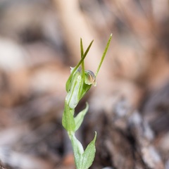 Pterostylis erubescens