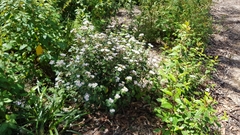 Olearia tomentosa