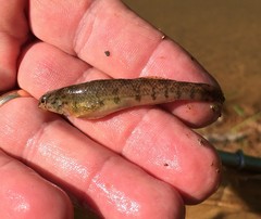 Etheostoma tallapoosae