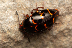 Episcaphula tamburinea