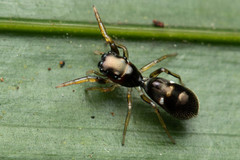 Damoetas