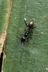Leptomyrmex burwelli