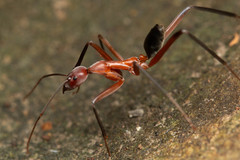 Leptomyrmex tibialis