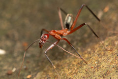 Leptomyrmex tibialis