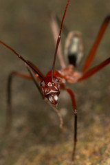 Leptomyrmex tibialis