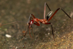 Leptomyrmex tibialis