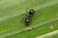 Teratomyrmex greavesi
