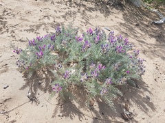Oxytropis lanata