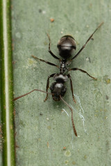 Teratomyrmex greavesi