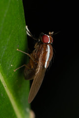 Poecilohetaerus pinnatus