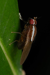 Poecilohetaerus pinnatus