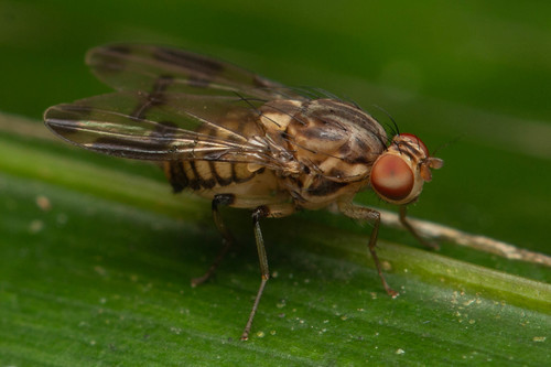 Homoneura elongata · iNaturalist