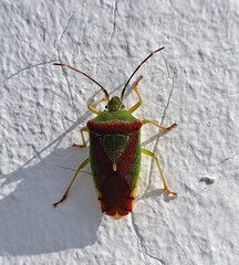 Acanthosoma spinicolle