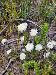 Lachnaea eriocephala