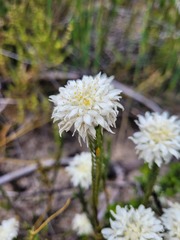 Lachnaea eriocephala