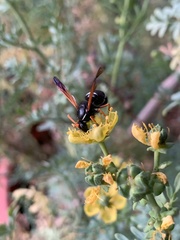 Hypodynerus vespiformis