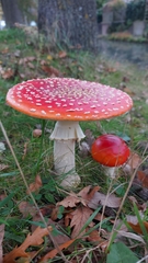 Amanita muscaria