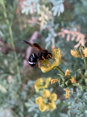 Hypodynerus vespiformis