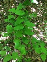 Smilax jamesii