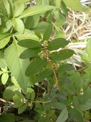 Euphorbia hypericifolia