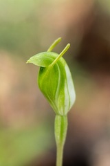 Pterostylis ectypha