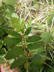 Euphorbia hypericifolia