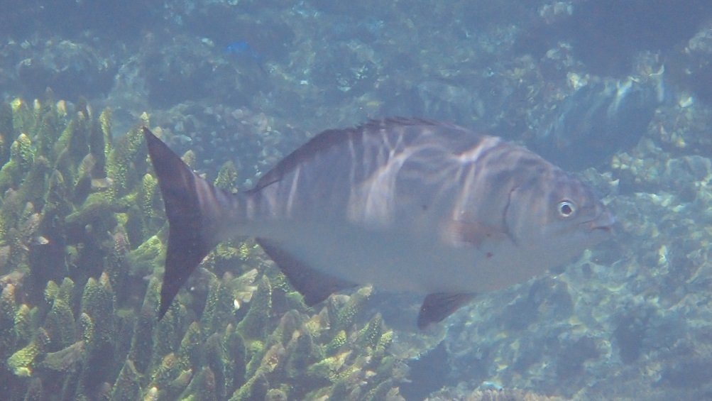 Brown Chub