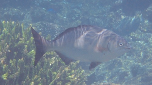 Brown Chub