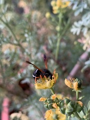 Hypodynerus vespiformis