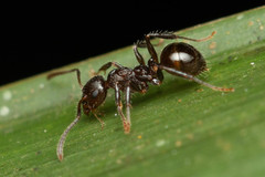Pseudonotoncus hirsutus