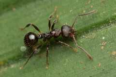 Pseudonotoncus hirsutus