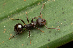 Pseudonotoncus hirsutus