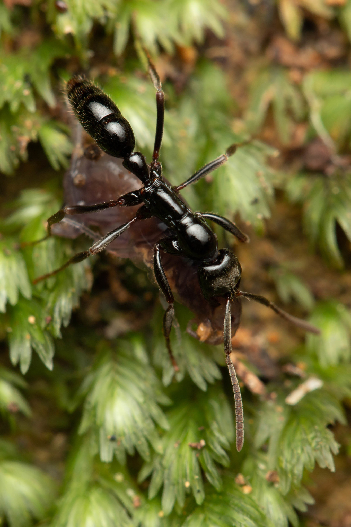 Leptogenys mjobergi