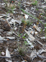 Chrysocephalum baxteri