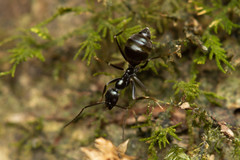 Leptomyrmex burwelli
