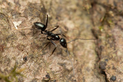 Leptomyrmex burwelli