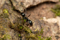 Leptomyrmex burwelli