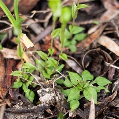 Pterostylis ectypha