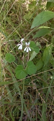 Pelargonium odoratissimum