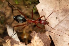 Leptomyrmex tibialis