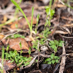 Pterostylis ectypha